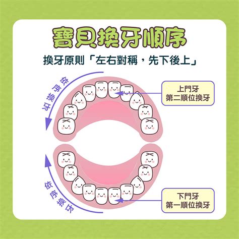 儿童换牙顺序图20颗，“左右对称先下后上”是原则 - 妈妈育儿网