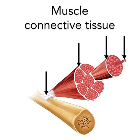 Tough Tissue Muscle Connector
