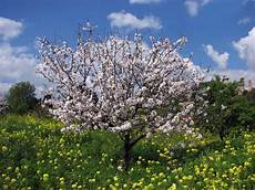 fiori di mandorla squarciomomo la mandorla il frutto magico fiori di mandorla squarciomomo la mandorla il frutto magico