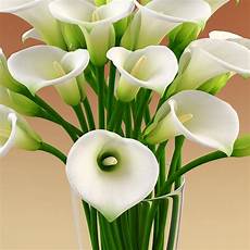 fiori calle foto 3ds max vase calla flowers fiori calle foto 3ds max vase calla flowers