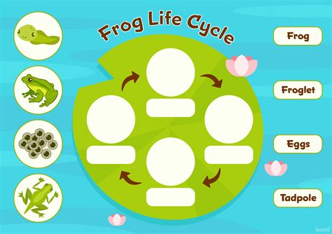 Frog Cycle 的图像结果