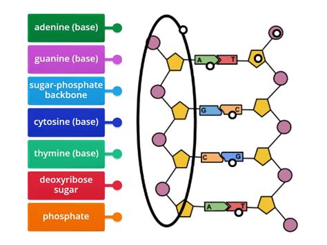 DNA Label 的图像结果