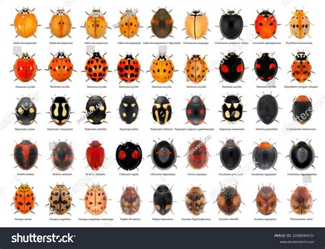 Ladybug Color Chart