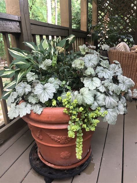 Shade Loving Plants for Container Garden | Container flowers, Garden ...
