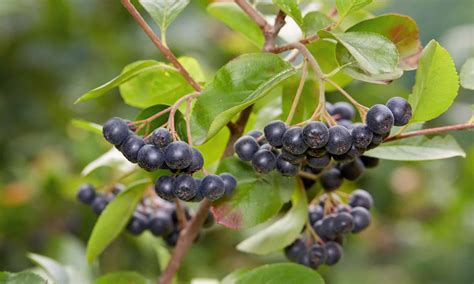 What Are Choke Berries at Lucinda Mccathie blog