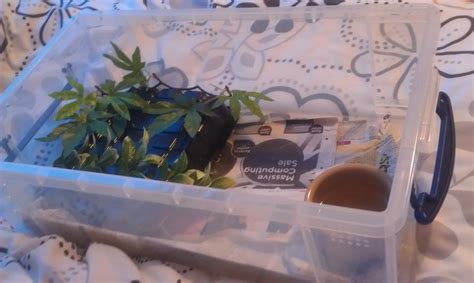 Image result for Carpet Python Setup