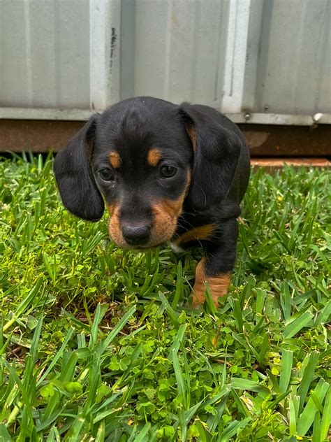 Mini Dachshund - Camden - PetsForHomes