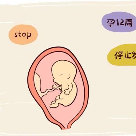 胚胎停育_百度百科