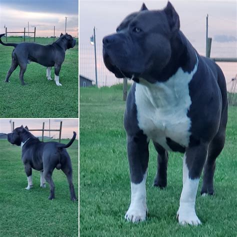 Xxl American Bully