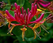 Image result for honeysuckle