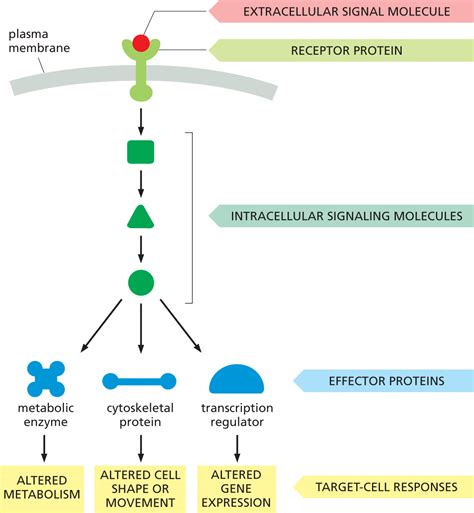 General Principles of Cell Signaling