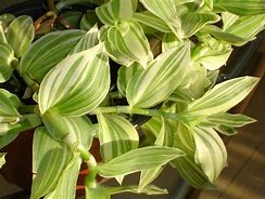 Image result for Wandering Jews Tears Plant