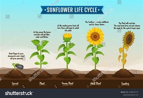 Sunflower Life Cycle Diagram