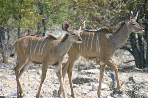 Spiral-horned antelopes (Waldböcke) – wonderfuluniverse.de