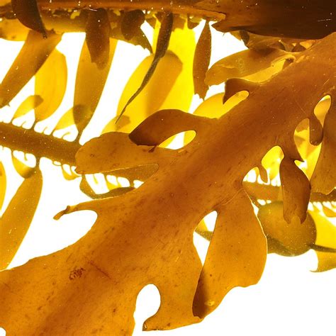 Sustainable Skincare Powered By Brown Algae