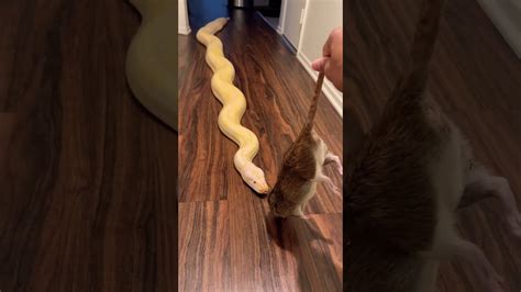 Image result for How to Make a Rat in Python