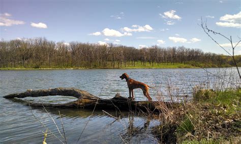 Henry County Humane Society – We are dedicated to providing quality ...