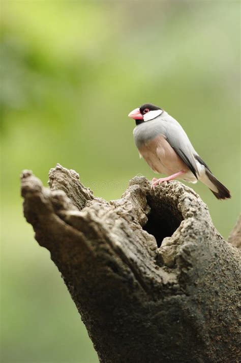 Image result for Java Sparrow Bird