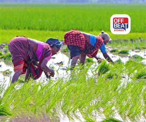 Brown Plant Hopper Threat Rice Crop Icar Pusa Advisory Kisan ...