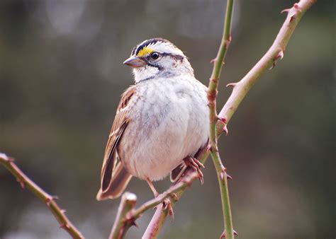 All About Birds: White-throated Sparrow