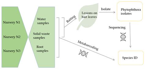 Phytophthora in Horticultural Nursery Green Waste—A Risk to Plant Health