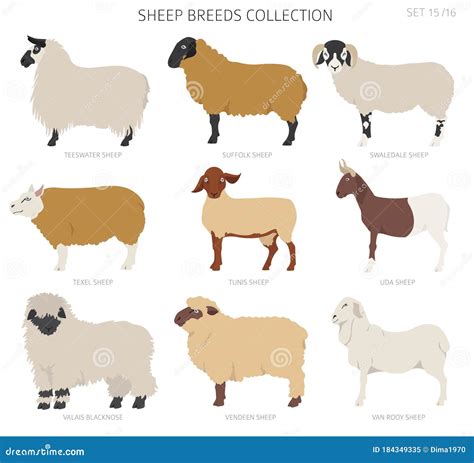 Name Sheep Species at Aidan Charleston blog