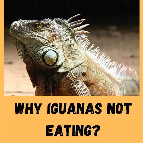 9 Strange Reasons Why Is My Iguana Not Eating - why are iguanas dangerous