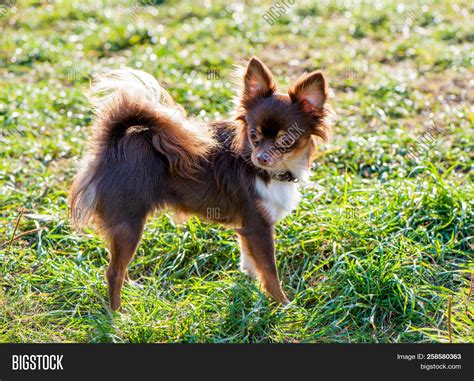 Chocolate And White Chihuahua