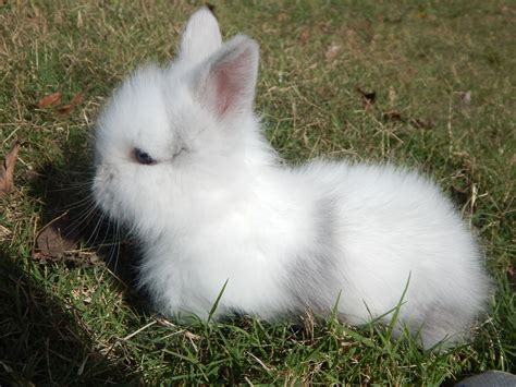 White Lion Head Bunny