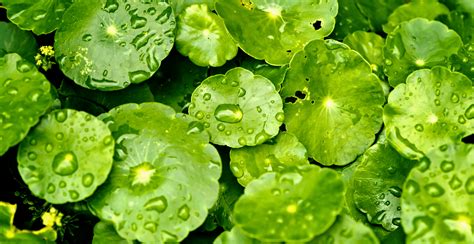 What Are the Benefits of Centella asiatica In Skincare | Clinikally