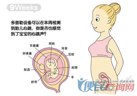 【怀孕5个月】怀孕五个月胎儿图_怀孕五个月吃什么好_怀孕五个月注意事项_亲子百科_太平洋亲子网