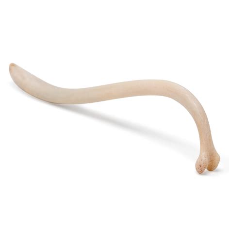 Coon Baculum