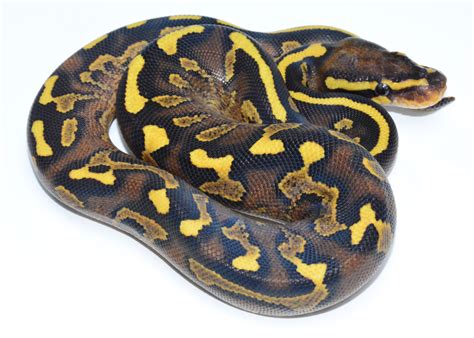Image result for Asphalt Spider Ball Python