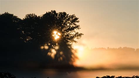 Download wallpaper 1920x1080 tree, silhouette, light, rays, sunset ...