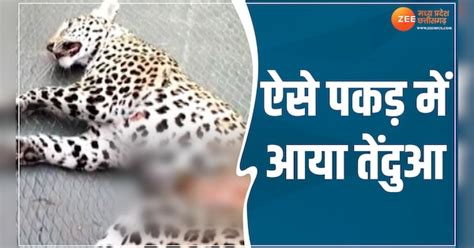 panna tiger reserve team did leopard rescue trapped in farm khet mein ...