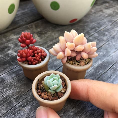 Succulent With Tiny Pink Flowers - Best Succulent Ideas