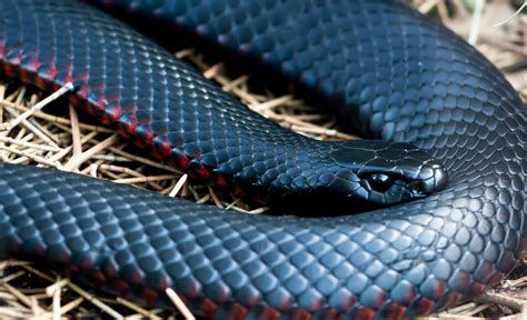 Where Do Black Snakes Live