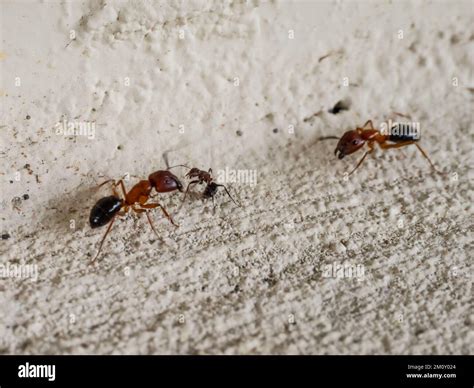 Two Florida carpenter ants, Camponotus floridanus Stock Photo - Alamy