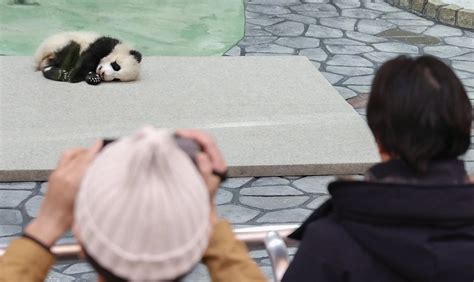 特写：悉心饲养全球最老大熊猫（组图）