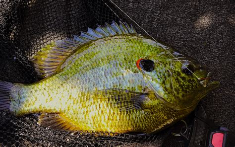 Image result for Fishing Shellcrackers