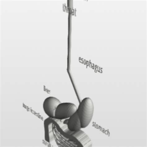 Image result for Digestive System 3D Model Tutorial