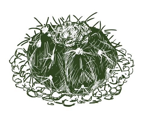 Premium Vector | Cactus prickly round blooming single sketch evergreen ...