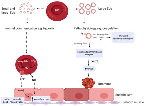 Extracellular Vesicles from Red Blood Cells and Their Evolving Roles in ...