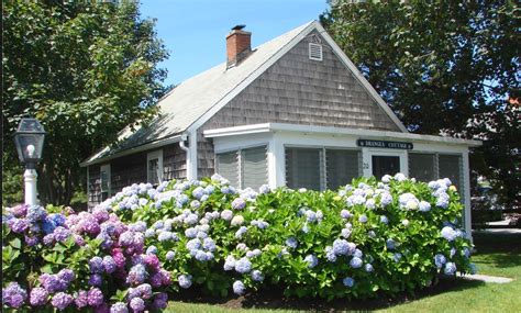 Cape Cod Beach Inn - Drangea at Bank Street Beach - Inn on the Beach ...