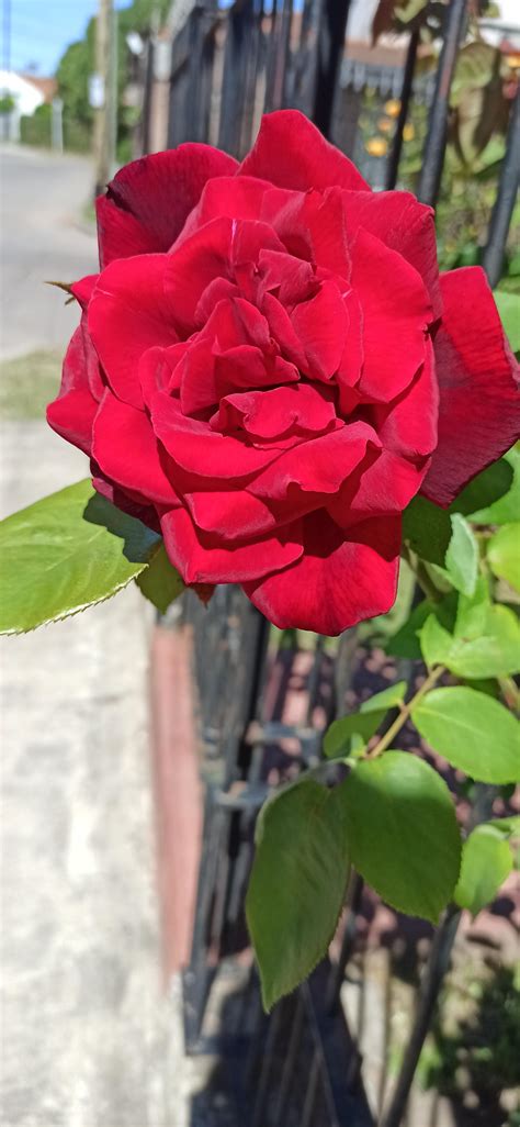 I love the smell of roses : r/Roses