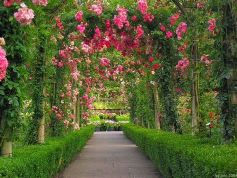 Red Rose Garden Wallpapers - Wallpaper Cave