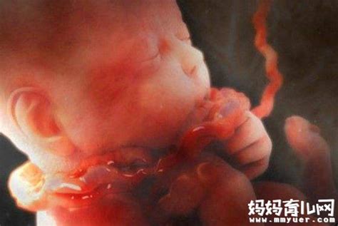 胎儿发育过程图图片_胎儿发育过程图素材图片大全_摄图网