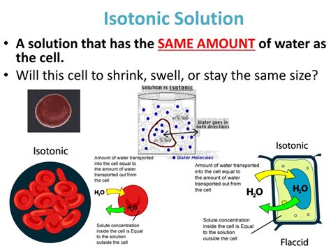 Image result for Isotonic Solution Examples
