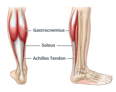 Physio For Calf Strains In Runners | Central Performance