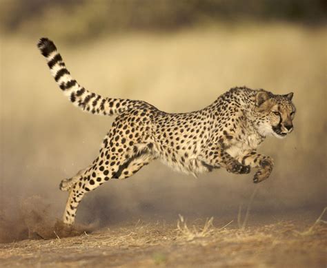 Small Animals That Are Carnivores at Carl Bills blog